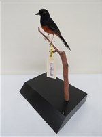 藏品(白腰鵲鴝)的圖片